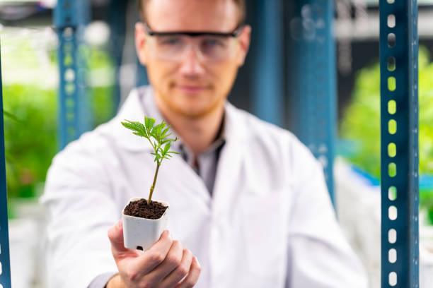 Scientist holding a cannabis clone plantlet in laboratory