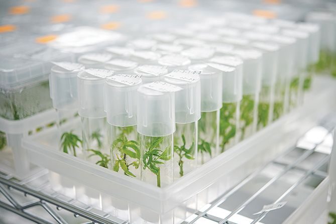 Culture tubes with plantlets
